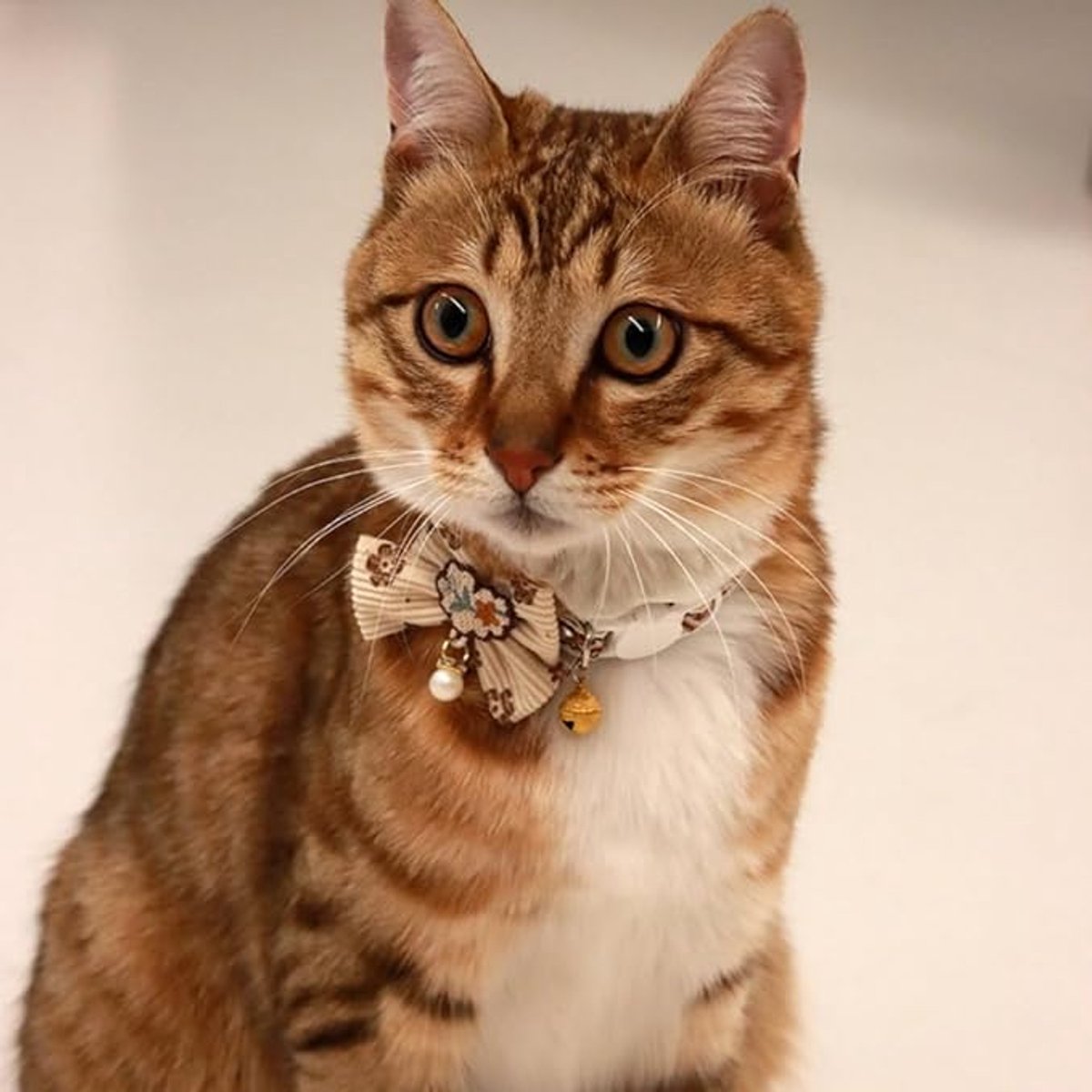 Cat Collar - Bow and Bell Collar - Adjustable Kitten Collar - Dog Collar - Lightweight Safety Collar for Pets (Set of 6) - Image 6