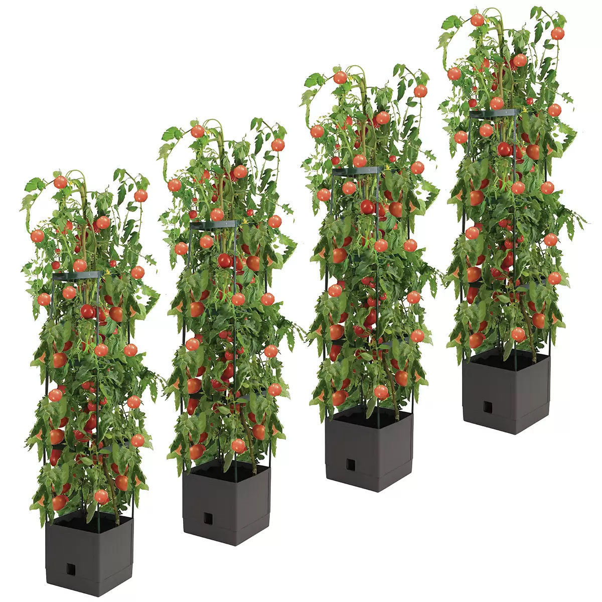 Tomato Tower With 3 Tier Frame 4 x Pack - Image 2