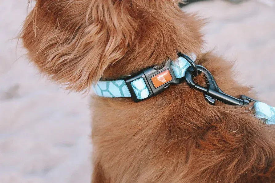 Designer Dog Collars - Image 2