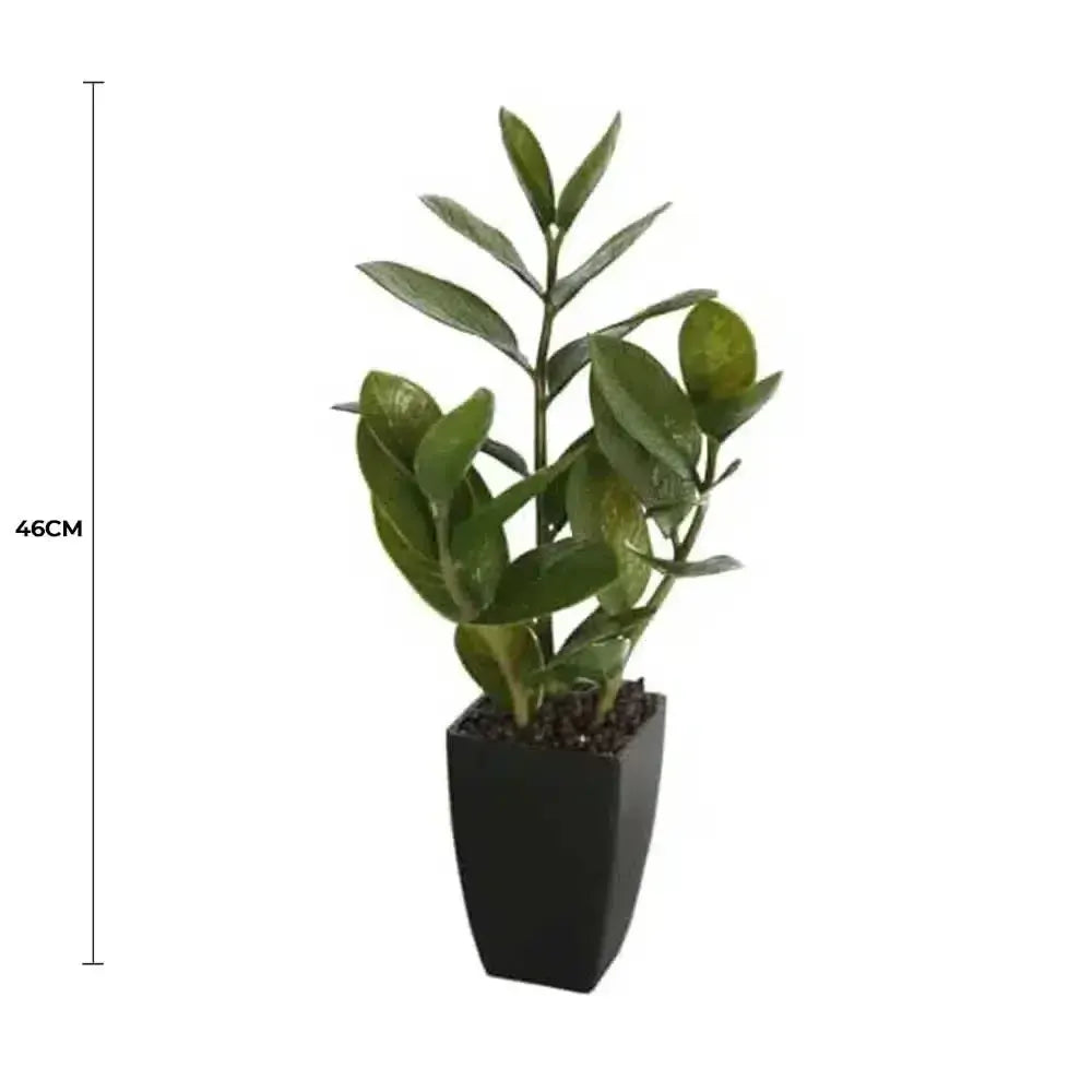 Potted Zanzibar 46cm - Image 2