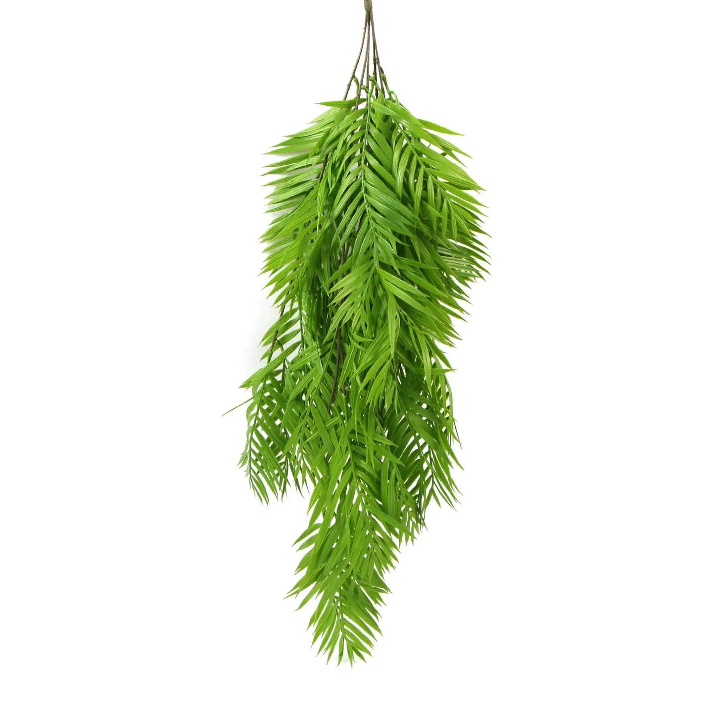 Hanging Basket, Ferns, and Small Potted Plant Bundle - Image 4