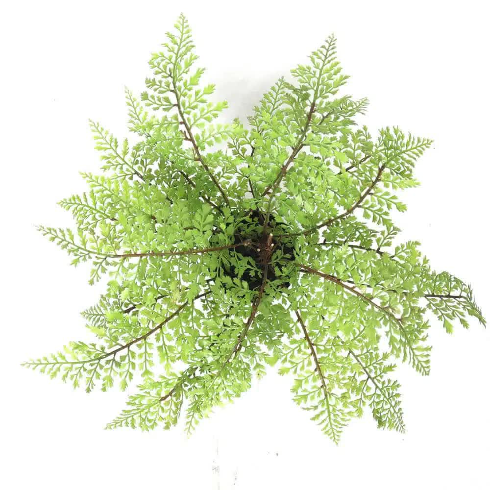 Faux Small Potted Fern 35cm - Image 4
