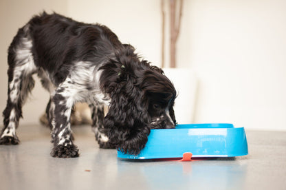 Marley Slowappy Slow Feeder  Bowl - Blue - Image 3