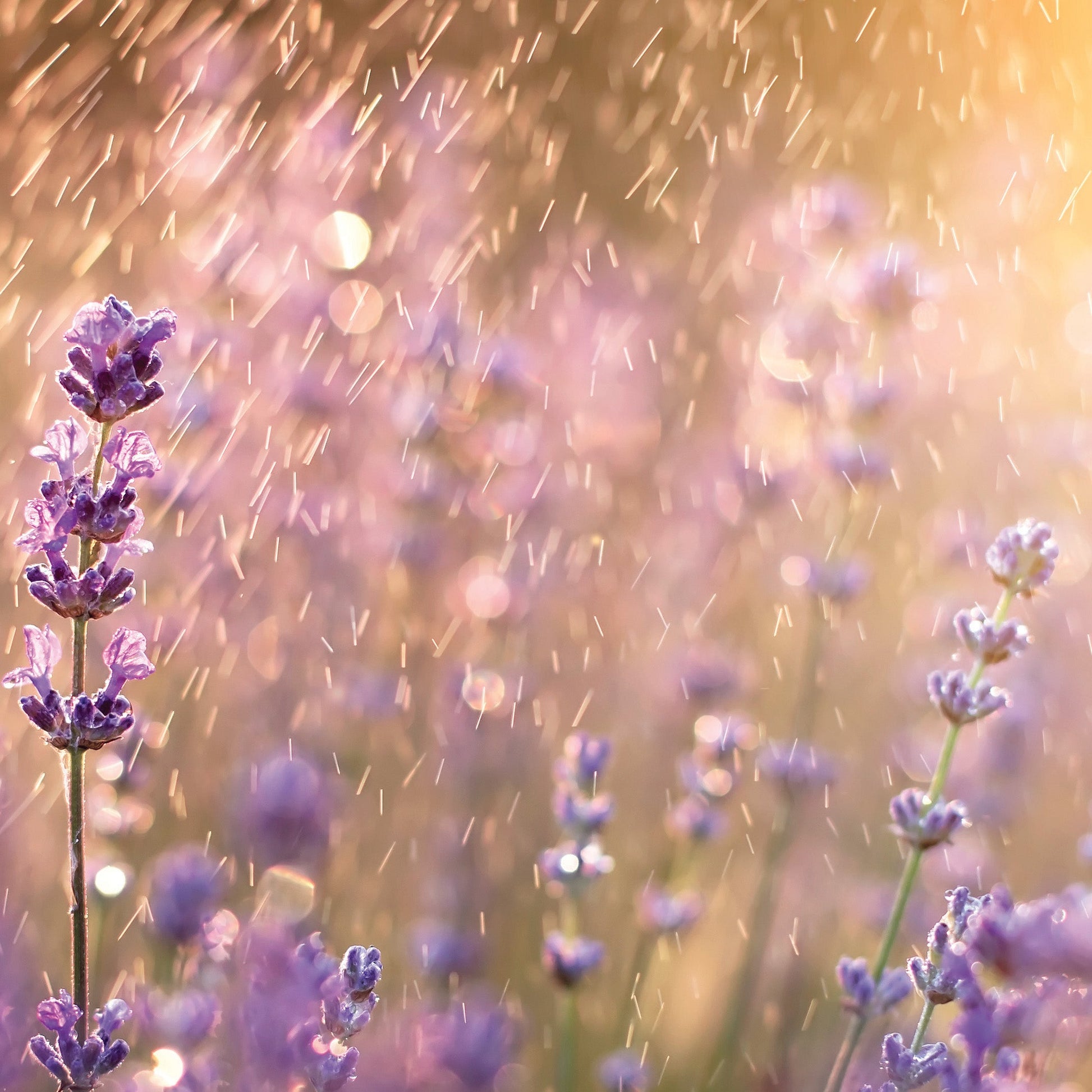Lavender Rain Odor Eliminating Melts 2.5oz - Image 2