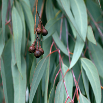 Eucalyptus Essential Oil - Image 2