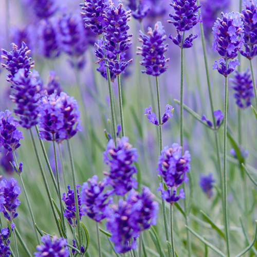 Lavender Essential Oil - Image 2