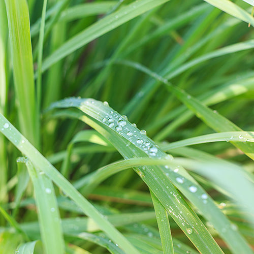 Lemongrass Essential Oil - Image 2