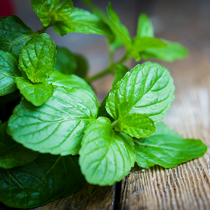 Peppermint Essential Oil - Image 2