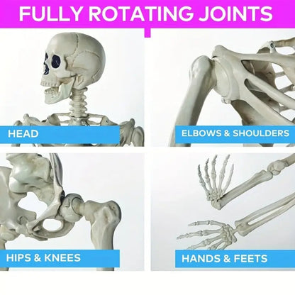 Life Size Standing Skeleton with Movable Joints - Image 2