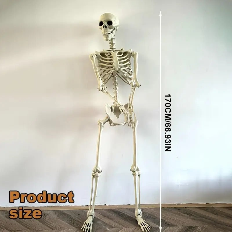Life Size Standing Skeleton with Movable Joints - Image 3