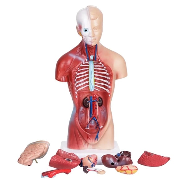 Human Torso Anatomical Model with Internal Organs 28cm Unisex - Image 2