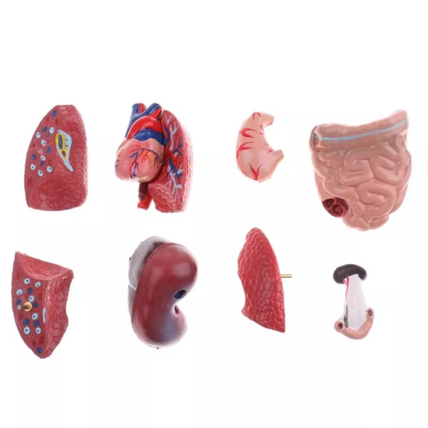 Human Torso Anatomical Model with Internal Organs 28cm Unisex - Image 5