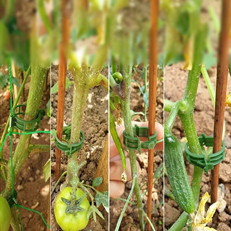 100 pcs Plant Support Clips Tomato Clips Ties Twine Vine Trellis Cages Climbing Plants Vegetables 2.5Cm - Image 4
