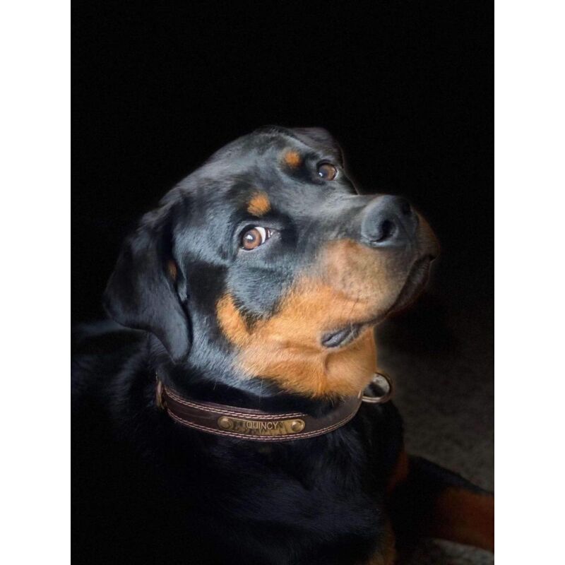 Premium Genuine Leather Dog Collar/Durable Real Leather Adjustable Collars For Male Female （size: M） - Image 4