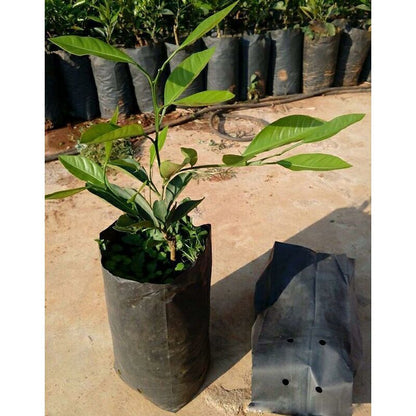 100 pcs Thickened Plastic Plant Nursery Bags Fruit Flower Seedling Planting Bags Garden Plant Grow Bags With Breathable - Image 3