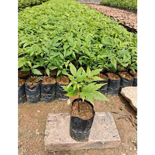 100 pcs Thickened Plastic Plant Nursery Bags Fruit Flower Seedling Planting Bags Garden Plant Grow Bags With Breathable - Image 4
