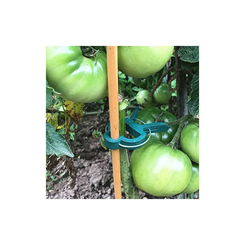 Garden For Tomatoes, 40 pcs Plant Clips Climbing Plants Reusable Climbing Plant Support For Greenhouse Gardening - Image 4
