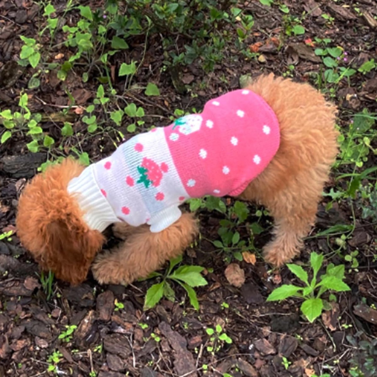 Dog Coat - Dog Sweater - Classic Turtleneck Knit Dog Sweater - Warm Winter Dog Clothes - Cute Strawberry Heart Pattern - Perfect for Small and Medium Dogs - Pink - Size XXL - Image 2