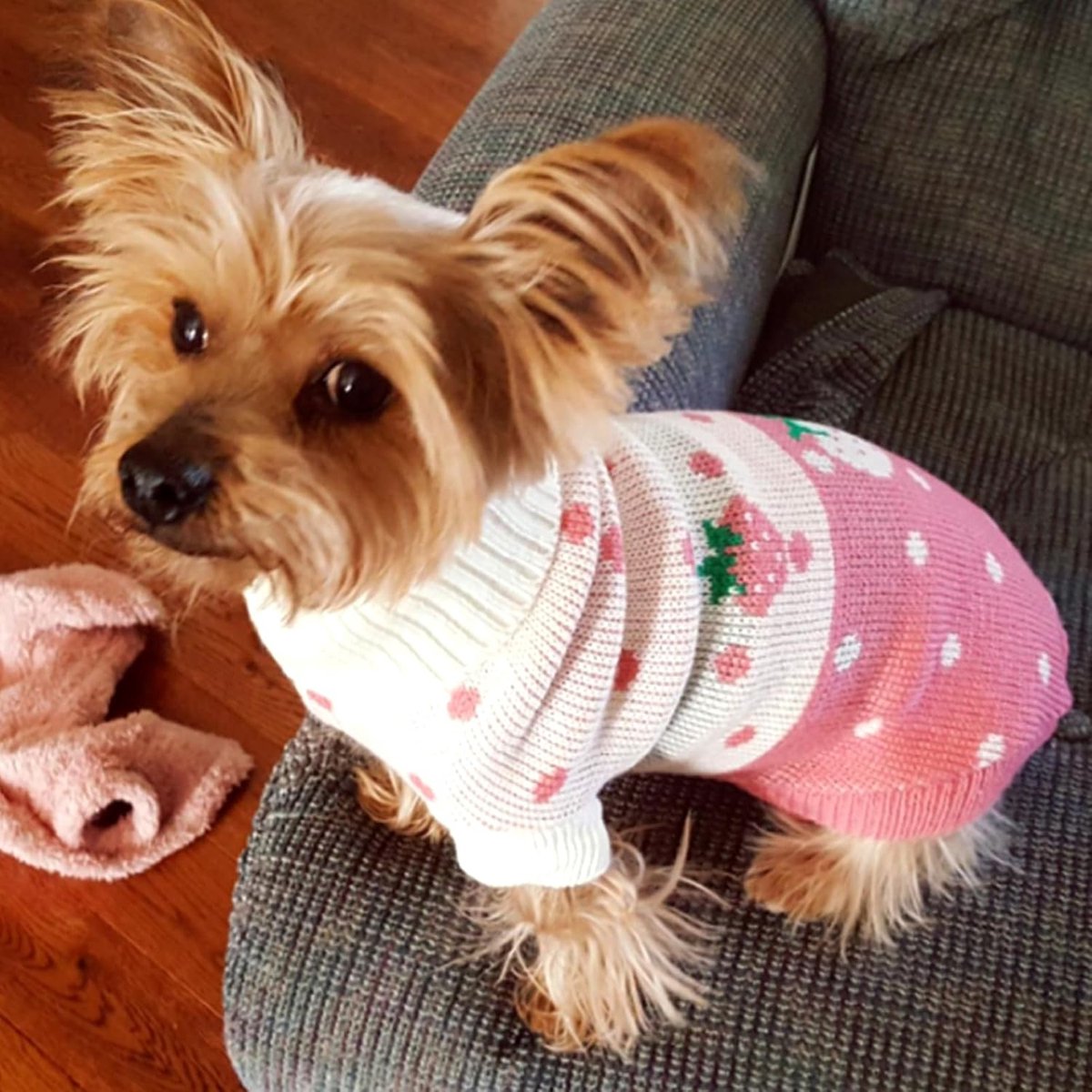 Dog Coat - Dog Sweater - Classic Turtleneck Knit Dog Sweater - Warm Winter Dog Clothes - Cute Strawberry Heart Pattern - Perfect for Small and Medium Dogs - Pink - Size XXL - Image 4