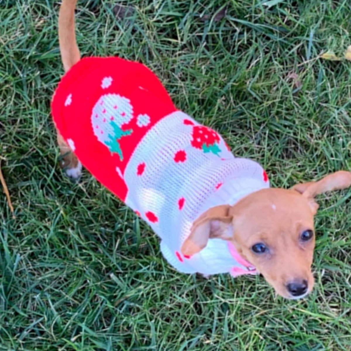 Dog Coat - Dog Sweater - Classic Turtleneck Knit Dog Sweater - Warm Winter Dog Clothes - Cute Strawberry Heart Pattern - Perfect for Small and Medium Dogs - Red - Size L - Image 3