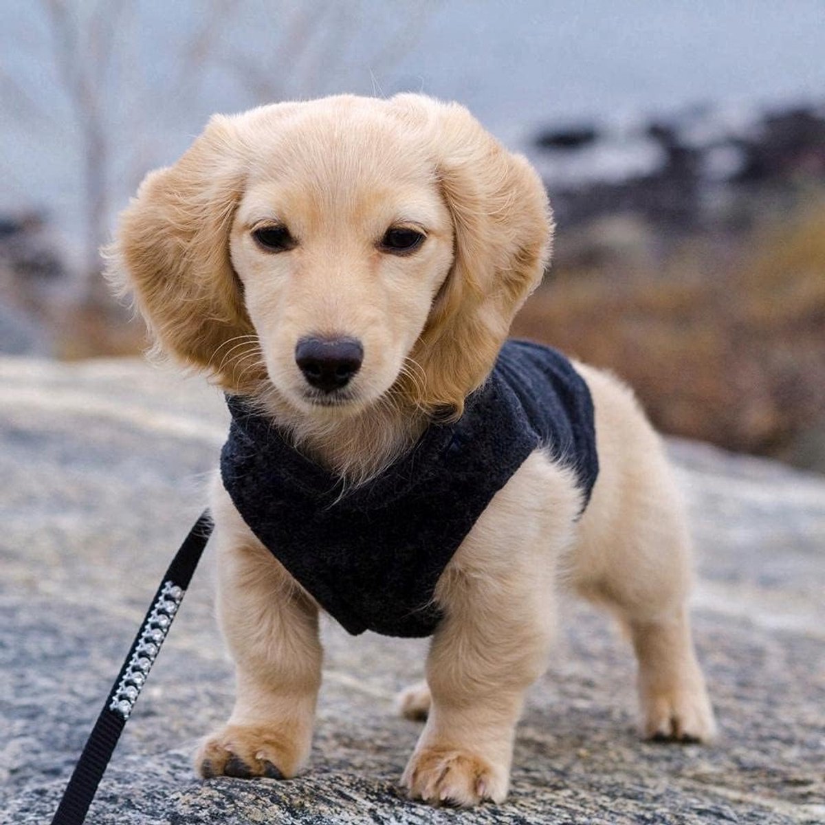 Dog coat - Fleece dog vest - Winter dog coat - Warm dog coat - Fleece dog sweater - Ring leash - Perfect for small dogs - Medium-sized dogs - Black - Size M - Image 5