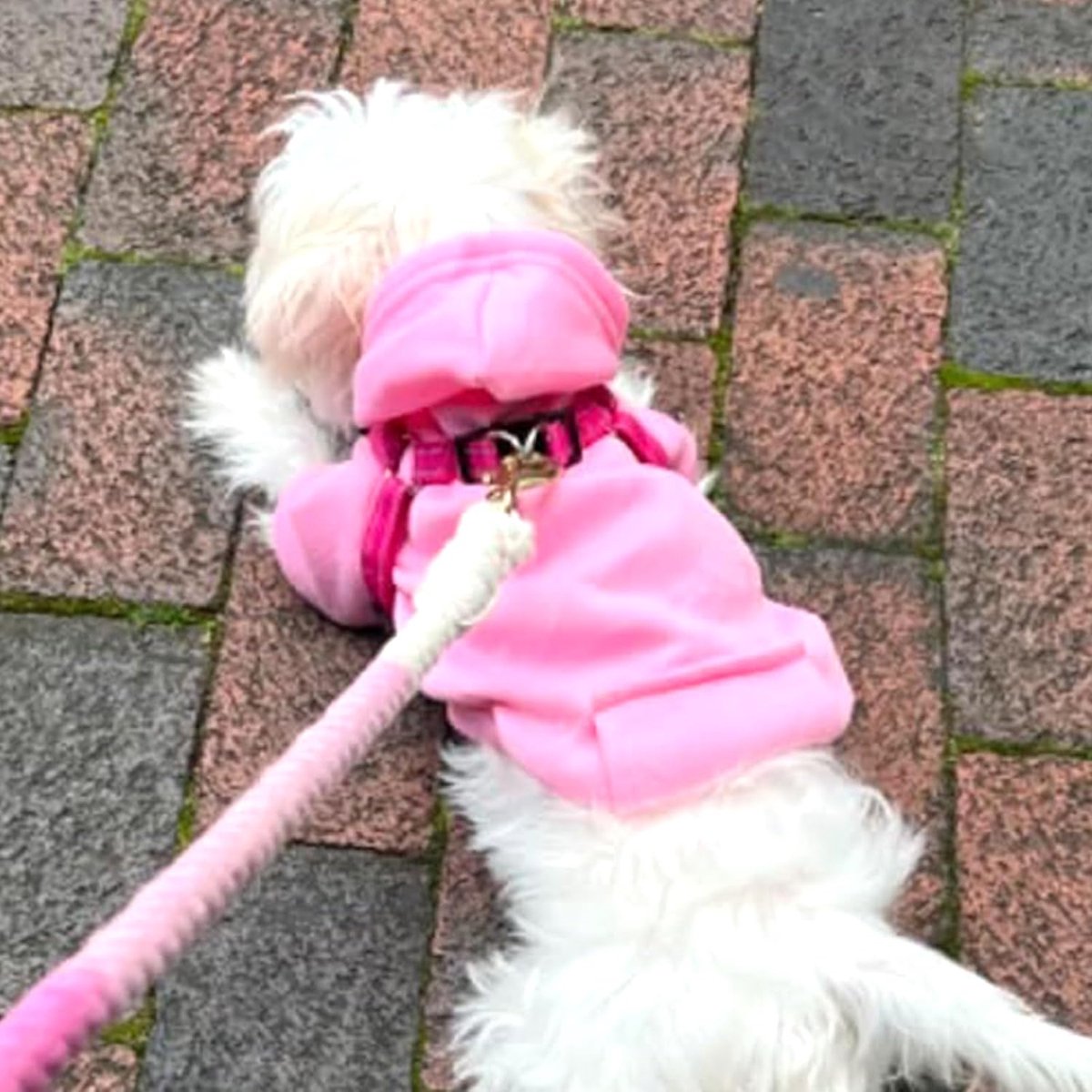 Dog Coat - Winter Hoodie - Warm Dog Coat - With Pockets - Sweatshirt - Warm Clothing - Chihuahua Dog Coat - Perfect for Small Dogs - Pink - Size M - Image 2