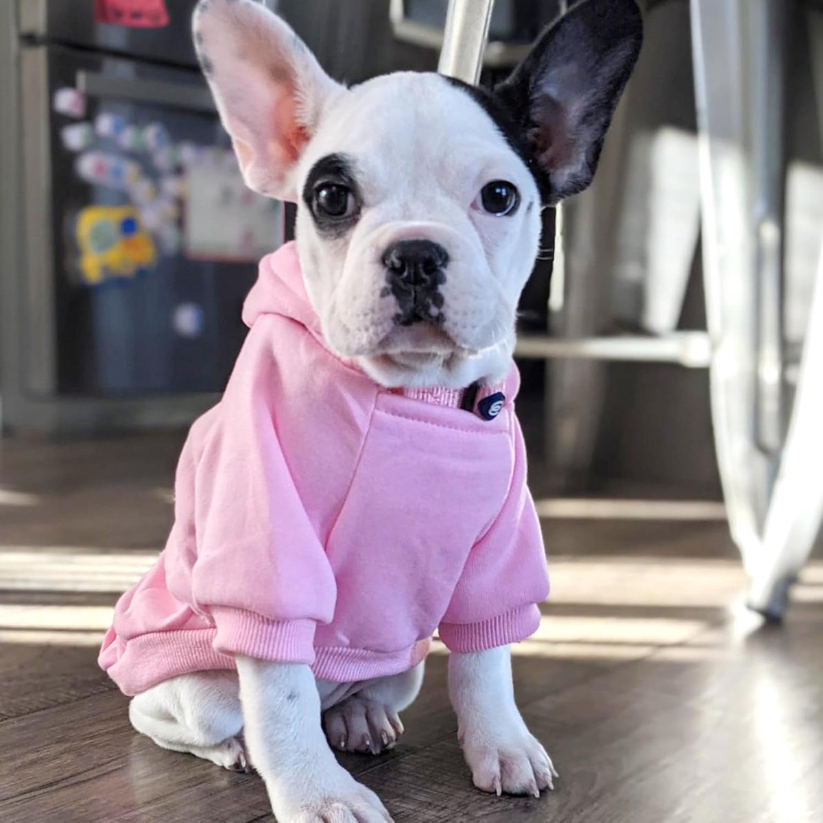 Dog Coat - Winter Hoodie - Warm Dog Coat - With Pockets - Sweatshirt - Warm Clothing - Chihuahua Dog Coat - Perfect for Small Dogs - Pink - Size M - Image 3