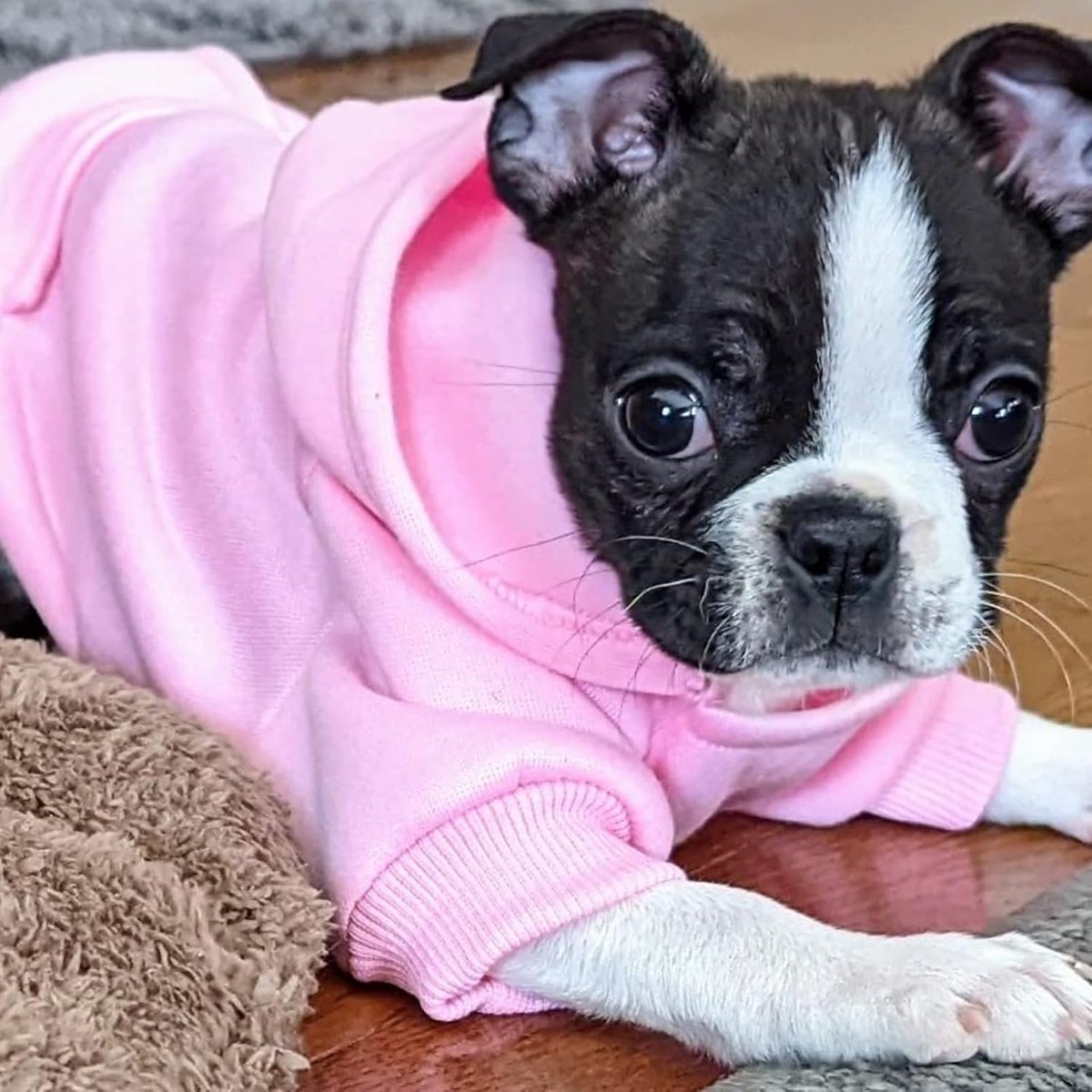 Dog Coat - Winter Hoodie - Warm Dog Coat - With Pockets - Sweatshirt - Warm Clothing - Chihuahua Dog Coat - Perfect for Small Dogs - Pink - Size M - Image 4