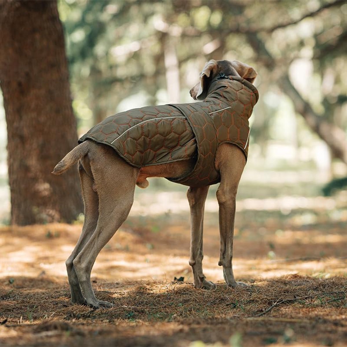Dog Coat - Winter Dog Coat - Warm Dog Coat - Waterproof Dog Coat - Adjustable Reflective Coat - Velcro Design - Ideal for Medium-Sized Dogs - Size M - Green - Image 4