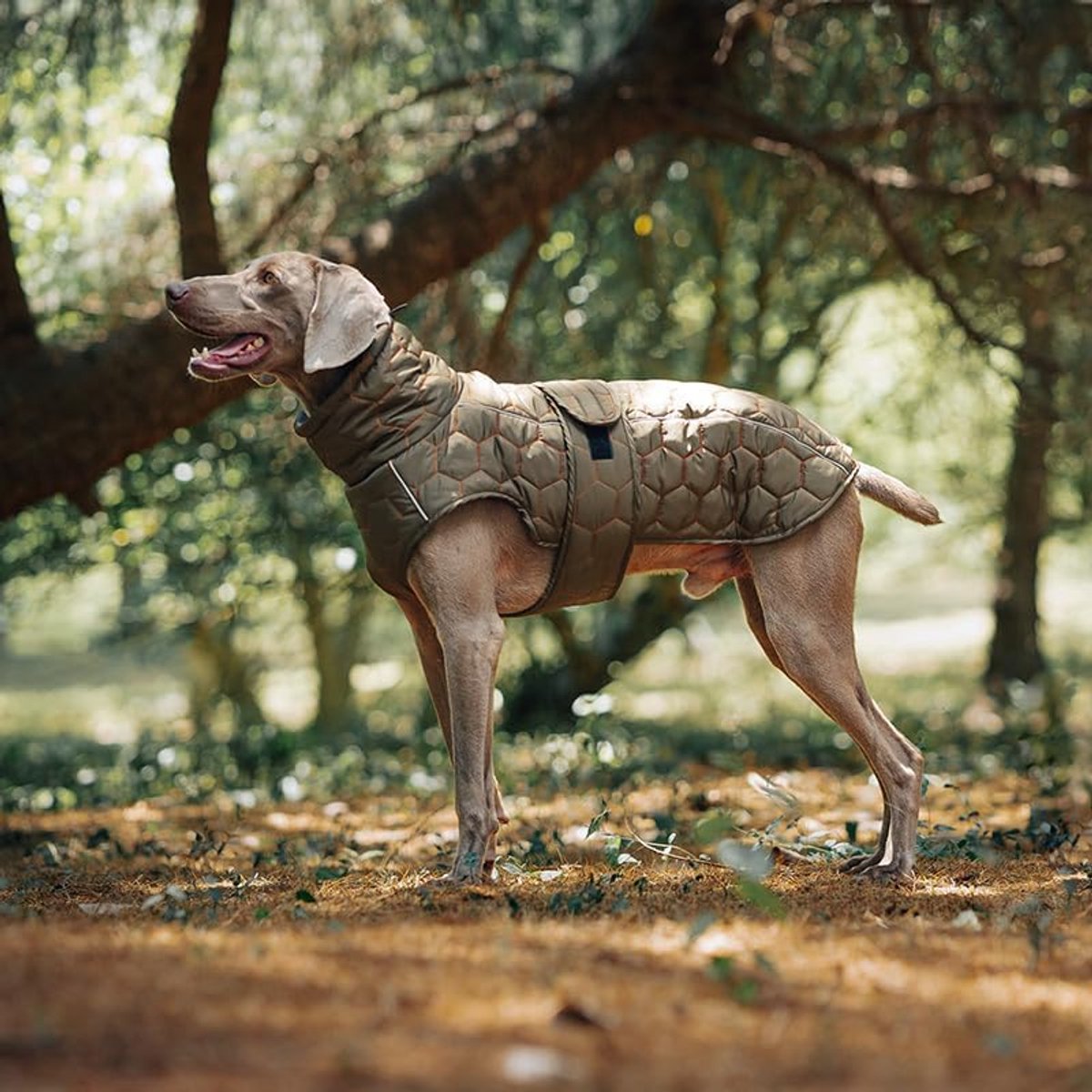 Dog Coat - Winter Dog Coat - Warm Dog Coat - Waterproof Dog Coat - Adjustable Reflective Coat - Velcro Design - Ideal for Medium-Sized Dogs - Size M - Green - Image 6