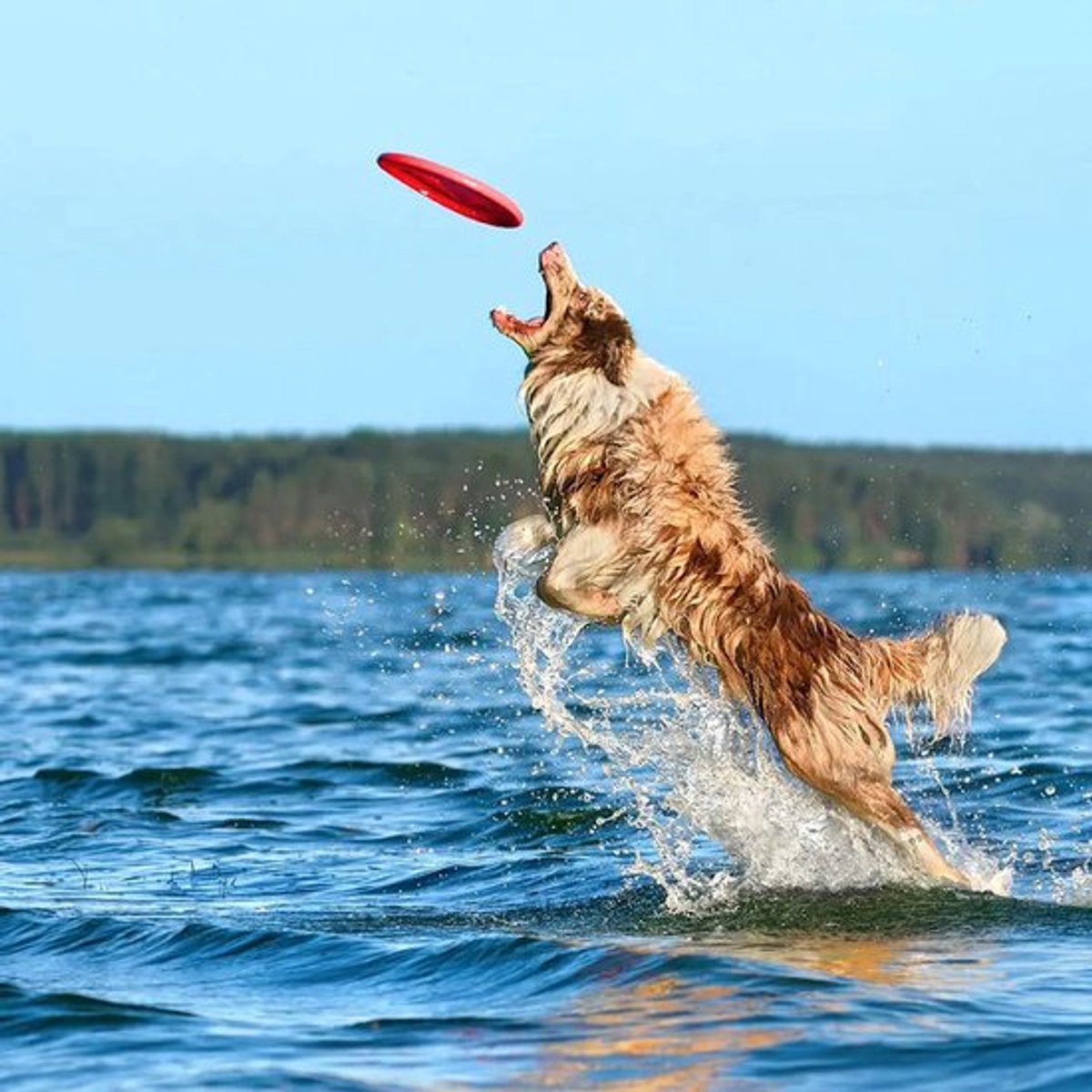 Frisbee - 7 Pieces - Dog Frisbee - Rubber Frisbee Dog - Dog Toys - Beach Toys - Disc - Soft Silicone - Dog Intelligence Toys - For All Dogs - 17.8 Cm - Image 5