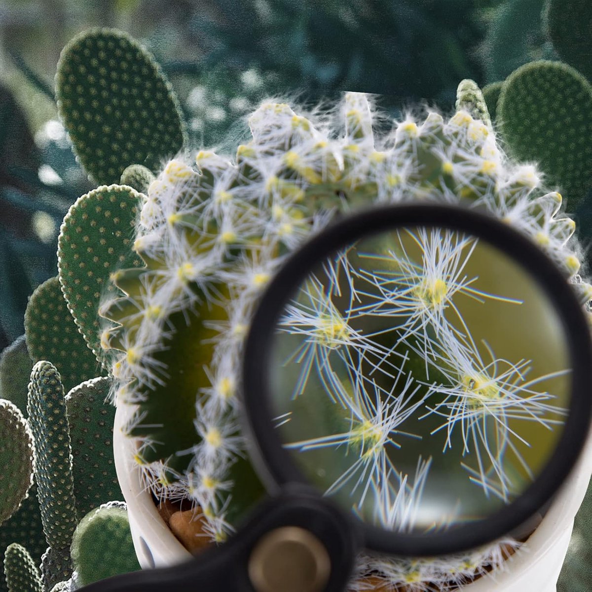 Magnifying Glass - 3 Pieces - 10x Magnification - Pocket Handheld Magnifying Glass - Reading Magnifier - Reading Magnifier - Mini Magnifying Glass - Reading Magnifier - Pocket Magnifying Glass - Reading Magnifier for Seniors and the Visually Impaired - Ma - Image 3