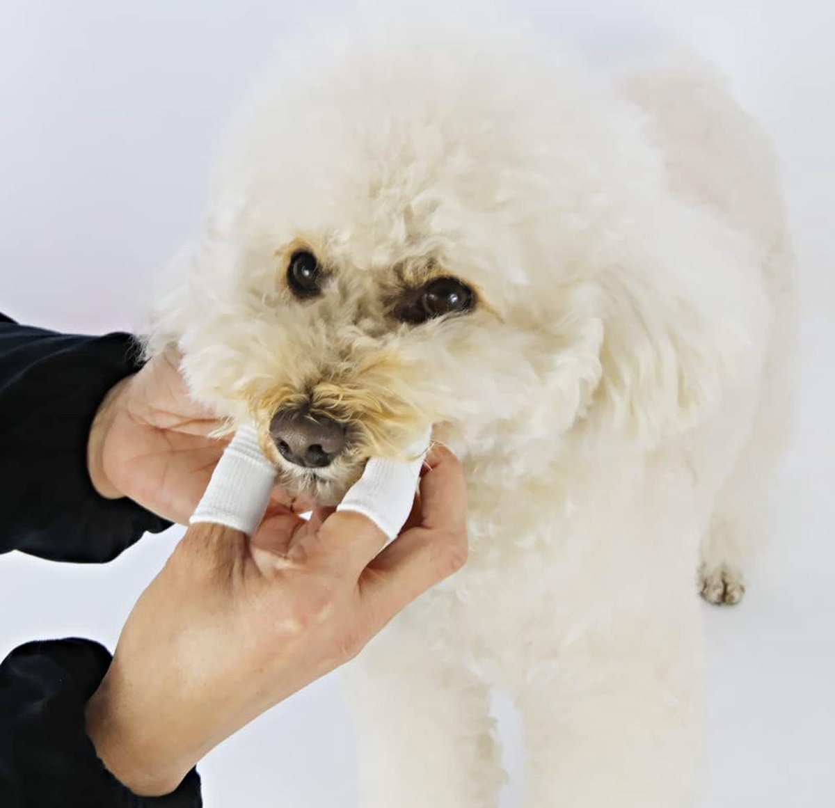Dog Toothbrush - 10 Pieces - Reusable Finger Toothbrush - Animal Toothbrush - Dog Care - Dogs - Image 4