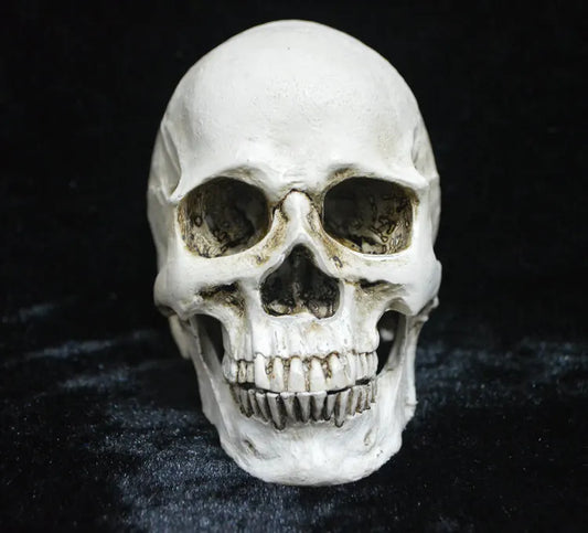 Life-size Replica of Realistic Human Skull, Head Bone Model, Anatomy White Resin Skull High Precision Teaching Tool Halloween Decor - Image 2