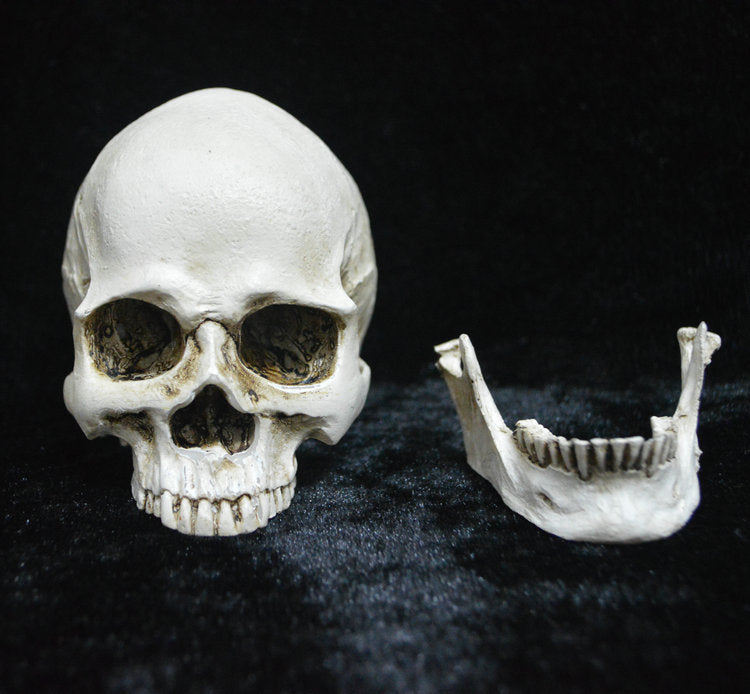 Life-size Replica of Realistic Human Skull, Head Bone Model, Anatomy White Resin Skull High Precision Teaching Tool Halloween Decor - Image 3
