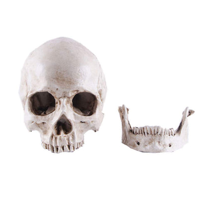 Life-size Replica of Realistic Human Skull, Head Bone Model, Anatomy White Resin Skull High Precision Teaching Tool Halloween Decor - Image 5