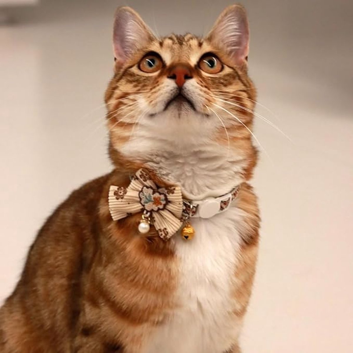 Cat Collar - Bow and Bell Collar - Adjustable Kitten Collar - Dog Collar - Lightweight Safety Collar for Pets (Set of 6) - Image 5