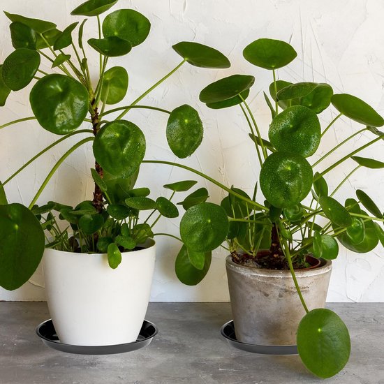 Plant bowls - 6 pieces - Round plant bowls - For flower pots, garden bowls and planters - Black - Image 3