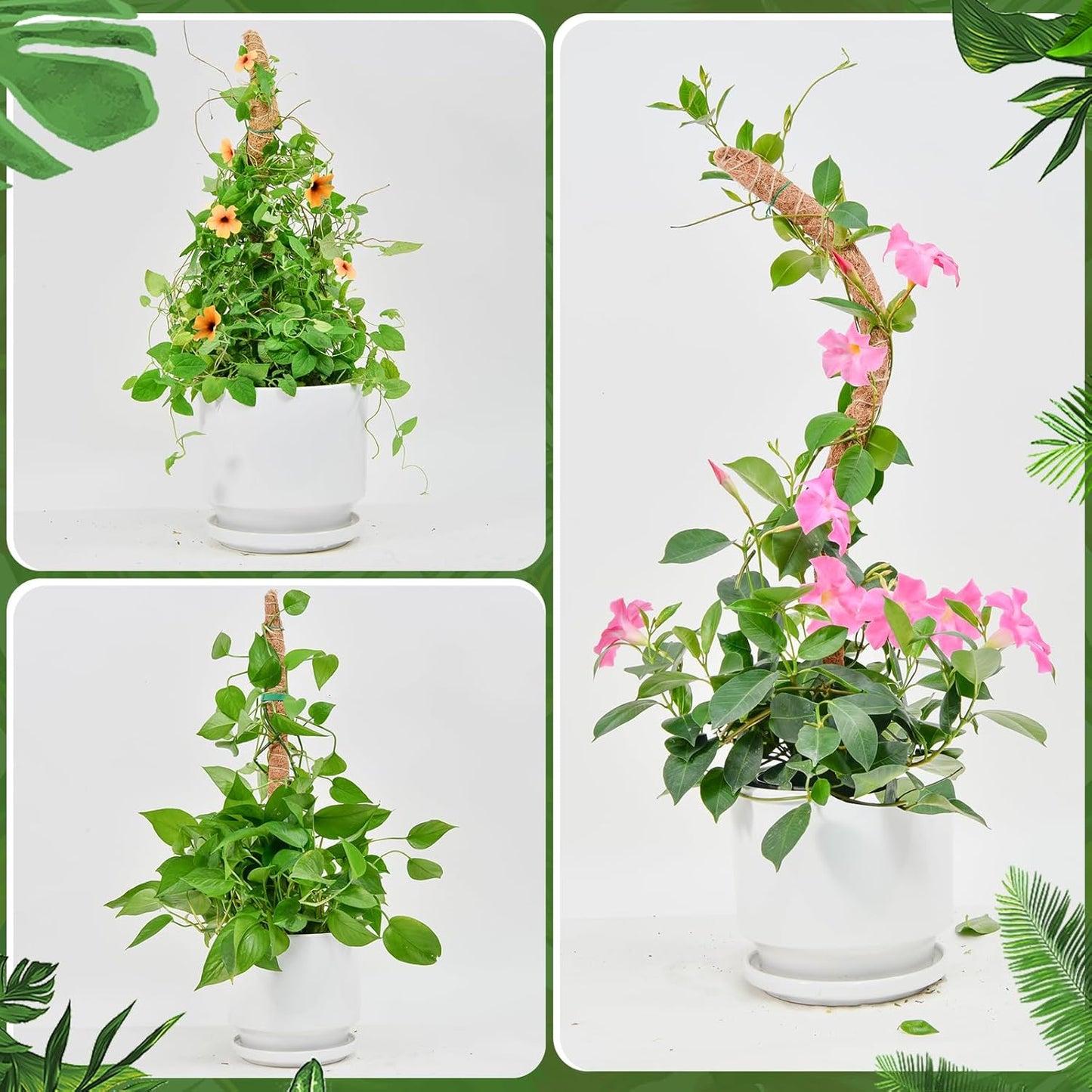 Flexible Plant Support for Climbing Plants - 60 cm Set of 2 - For Houseplants - Image 4