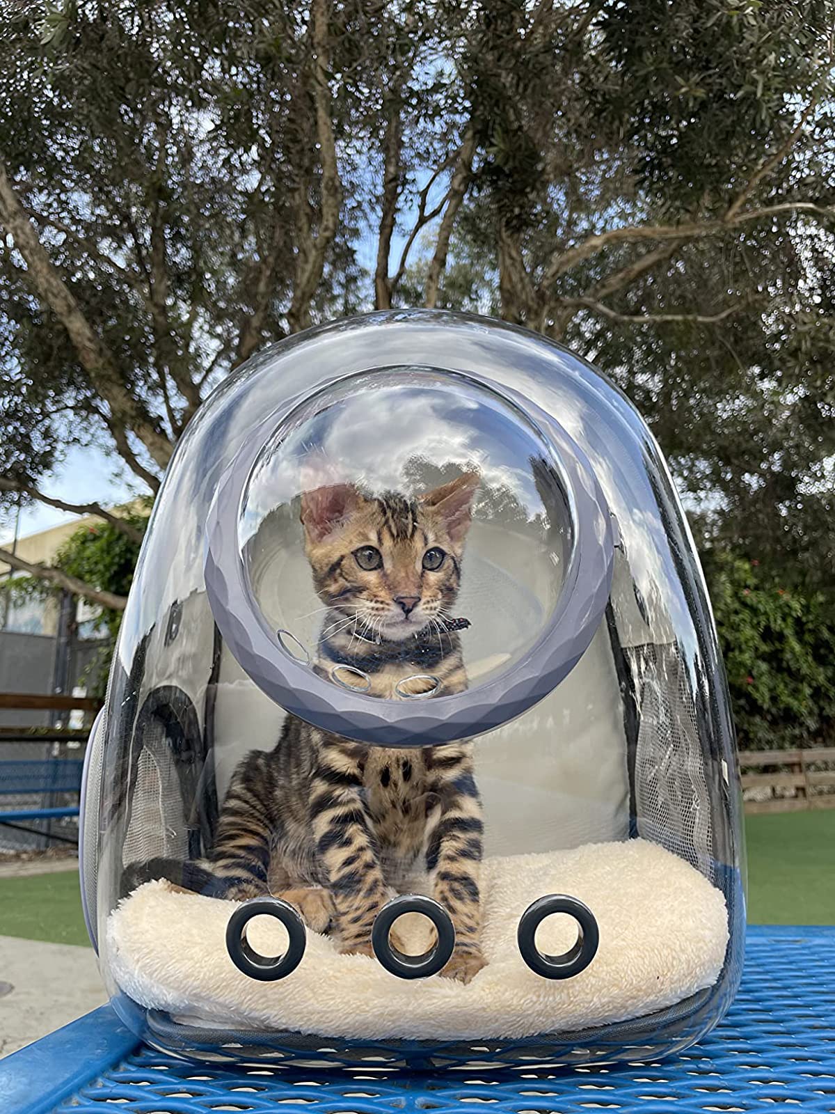 Cat Backpack - Cat Travel Basket - Cat Carrier - Small Dog Backpack - Transparent Pet Backpack - Cat Transport Box - Dog Travel Bag - Breathable Cat Basket - Backpack with Window - Pet Supplies - Hiking Backpack - Black - 1 Piece - Image 5