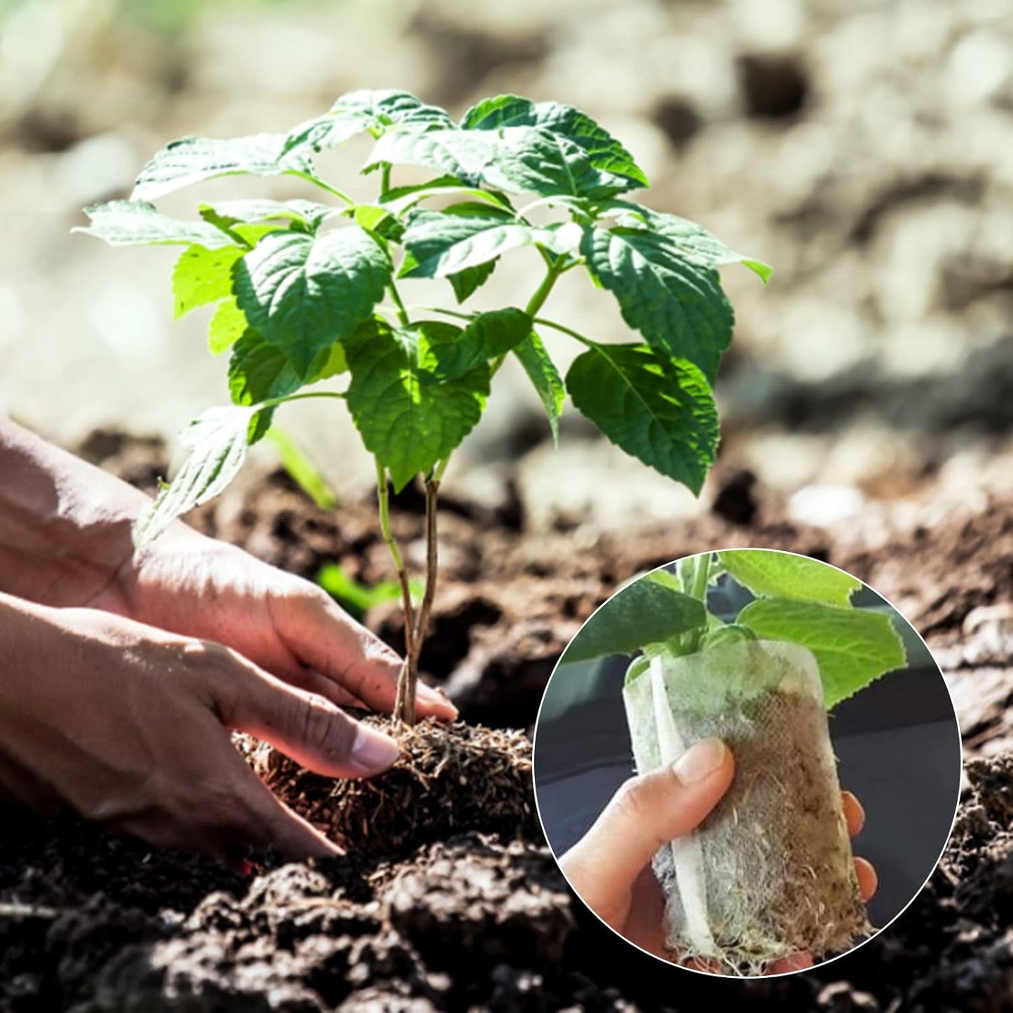 Grow Bags - Gardening - Grow Pots - Vegetable Garden - Seedlings - Plant Bags - Non-woven Grow Bags - Growing Set - Breathable Fleece - Vegetable Garden Box - Growing Box - Sowing - Cuttings - Plant Bags - Vegetable Garden - Vegetable Gardening - Sustaina - Image 5