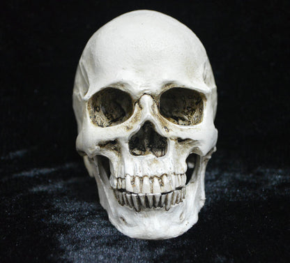 Life-size Replica of Realistic Human Skull, Head Bone Model, Anatomy White Resin Skull High Precision Teaching Tool Halloween Decor - Image 2