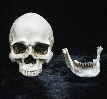 Life-size Replica of Realistic Human Skull, Head Bone Model, Anatomy White Resin Skull High Precision Teaching Tool Halloween Decor - Image 3