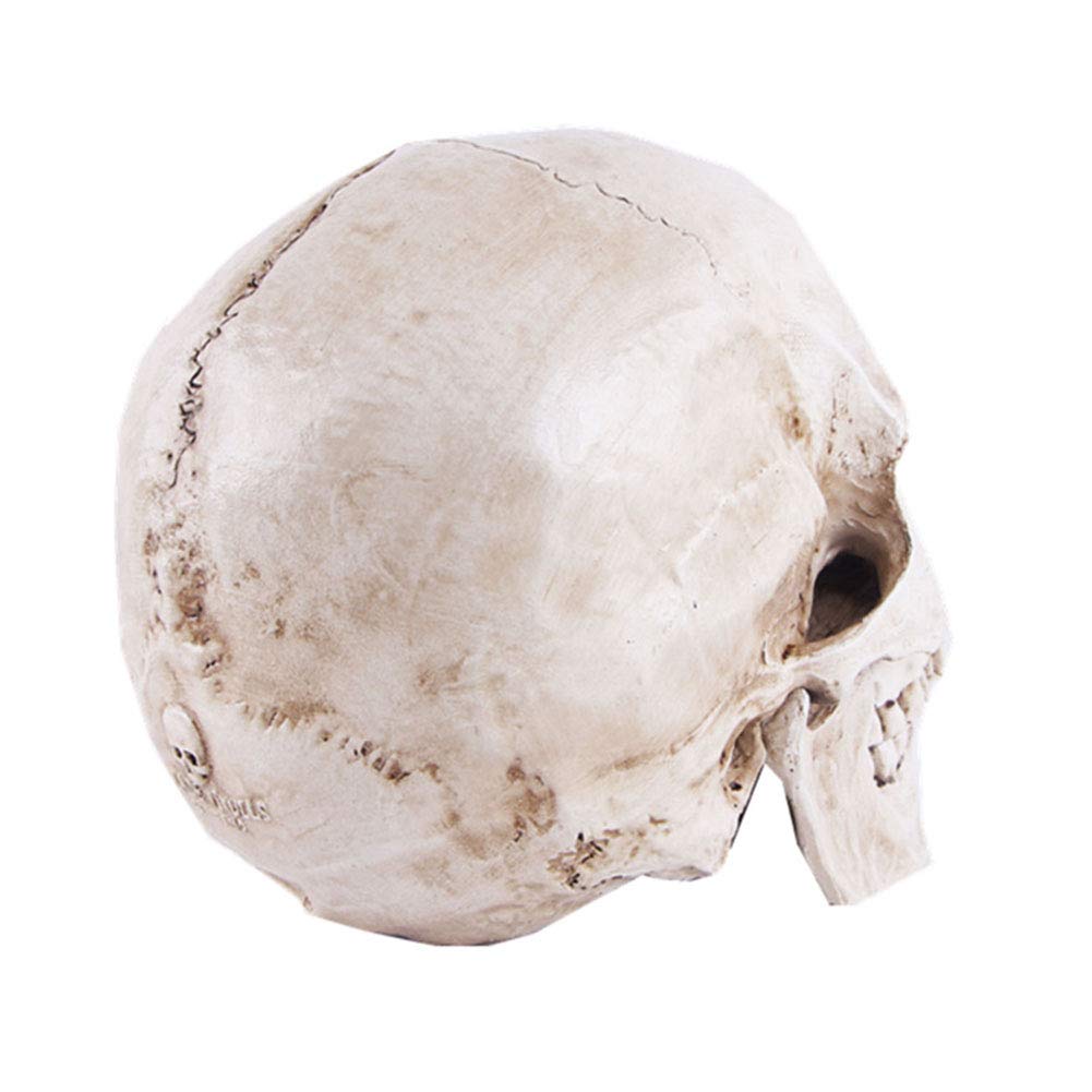 Life-size Replica of Realistic Human Skull, Head Bone Model, Anatomy White Resin Skull High Precision Teaching Tool Halloween Decor - Image 4