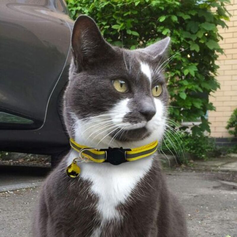 6X Adjustable Reflective Collars for Cats and Puppies with Bell and Safety Buckle, Cute Multicolor Pet Accessories - Image 3