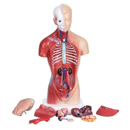 Unisex Human Torso Body Anatomy Anatomical Model Internal Organs A 28CM - Image 2