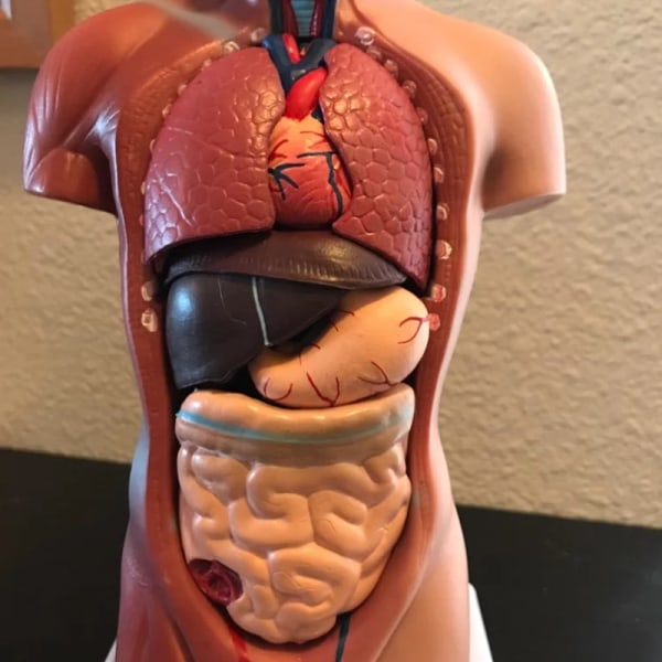 Unisex Human Torso Body Anatomy Anatomical Model Internal Organs A 28CM - Image 4
