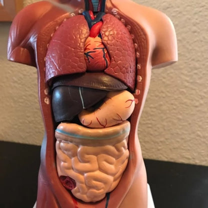 Unisex Human Torso Body Anatomy Anatomical Model Internal Organs A 28CM - Image 4