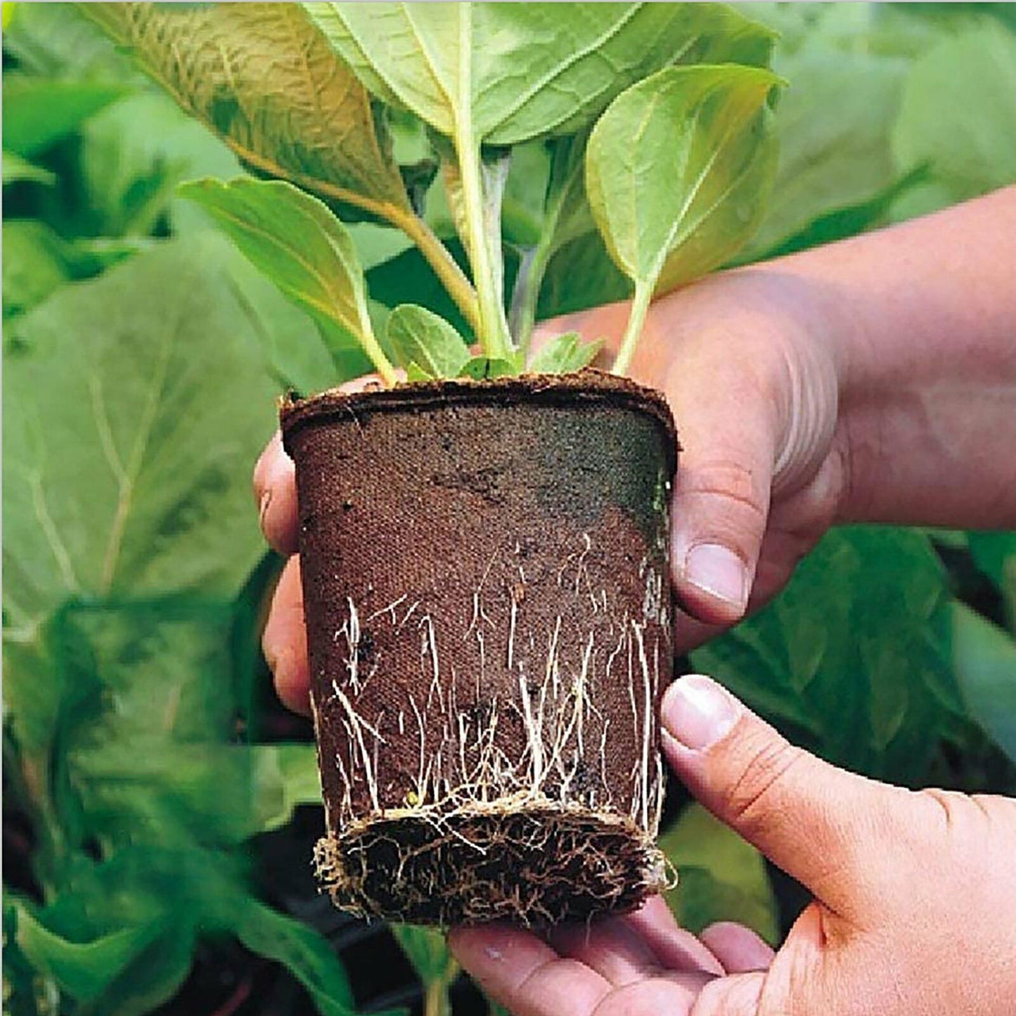 10pcs Biodegradable Seedling Trays 12-Hole Garden Starter - Image 3