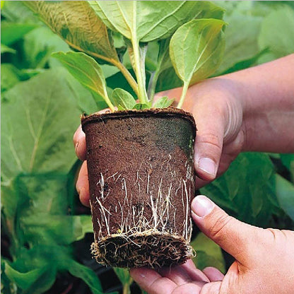 10pcs Biodegradable Seedling Trays 12-Hole Garden Starter - Image 3